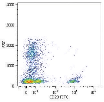 Monoclonal Anti-CD20-FITC antibody produced in mouse clone 2H7, purified immunoglobulin, buffered aqueous solution