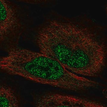 Anti-FGF12 antibody produced in rabbit Prestige Antibodies&#174; Powered by Atlas Antibodies, affinity isolated antibody