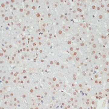 Anti-Phospho-AKT1S1-T246 antibody produced in rabbit