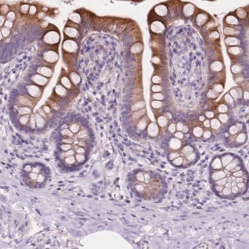 Anti-IREB2 antibody produced in rabbit Prestige Antibodies&#174; Powered by Atlas Antibodies, affinity isolated antibody, buffered aqueous glycerol solution