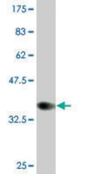 Monoclonal Anti-CLPS, (C-terminal) antibody produced in mouse clone 4G3, purified immunoglobulin, buffered aqueous solution