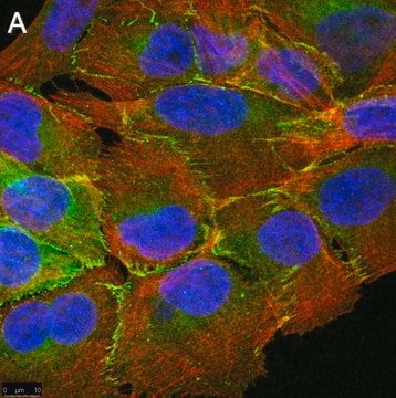 Anti-PARD-3 Antibody, clone 1N18 ZooMAb&#174; Rabbit Monoclonal recombinant, expressed in HEK 293 cells