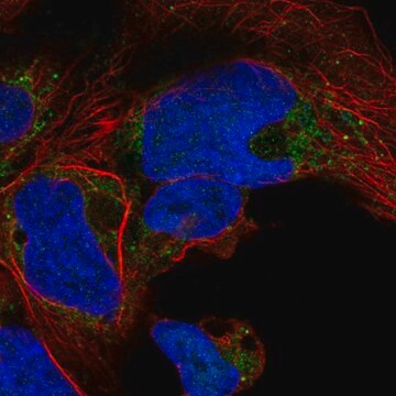 Anti-NDUFA10 antibody produced in rabbit Prestige Antibodies&#174; Powered by Atlas Antibodies, affinity isolated antibody