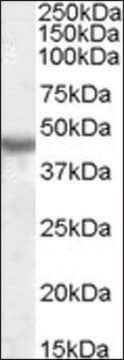 Anti-KCNJ1 antibody produced in goat affinity isolated antibody, buffered aqueous solution