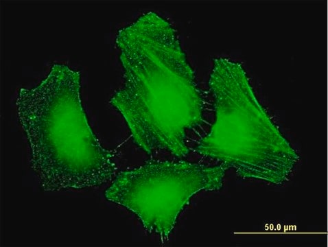 Monoclonal Anti-PLEKHC1 antibody produced in mouse clone 2G11, purified immunoglobulin, buffered aqueous solution