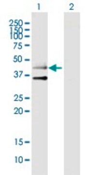 Anti-HTR3B antibody produced in mouse purified immunoglobulin, buffered aqueous solution