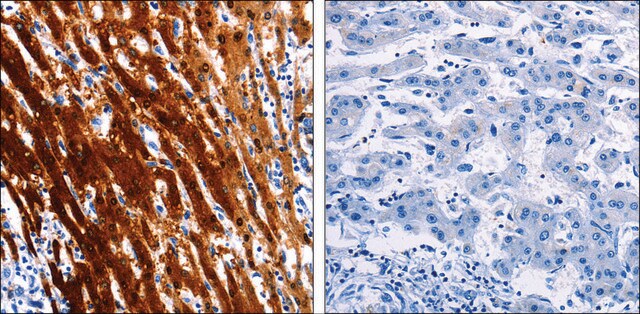 Anti-LAIR2 antibody produced in rabbit affinity isolated antibody