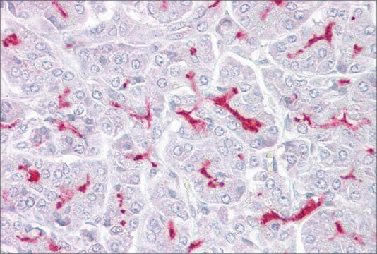 Anti-TRPM5 (AB1) antibody produced in rabbit affinity isolated antibody