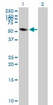 Anti-FRK antibody produced in mouse purified immunoglobulin, buffered aqueous solution