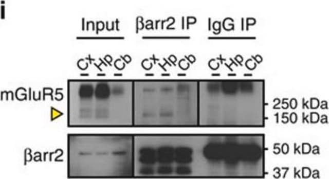 Anticorpo anti-recettore metabotropico del glutammato 5, coinvolto nel meccanismo del dolore Chemicon&#174;, from rabbit