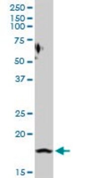 Anti-PTGES antibody produced in rabbit purified immunoglobulin, buffered aqueous solution