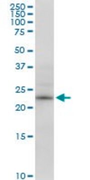 Anti-RPE antibody produced in mouse IgG fraction of antiserum, buffered aqueous solution