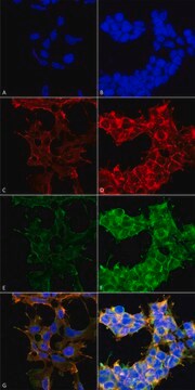 Monoclonal Anti-Dibromo-tyrosine-FITC antibody produced in mouse clone 9F12