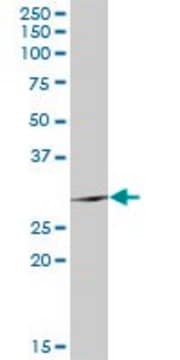 Anti-TSSK6 antibody produced in rabbit purified immunoglobulin, buffered aqueous solution