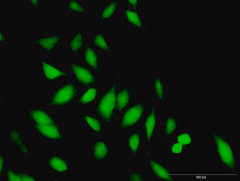 Anti-STAP1 antibody produced in rabbit purified immunoglobulin, buffered aqueous solution