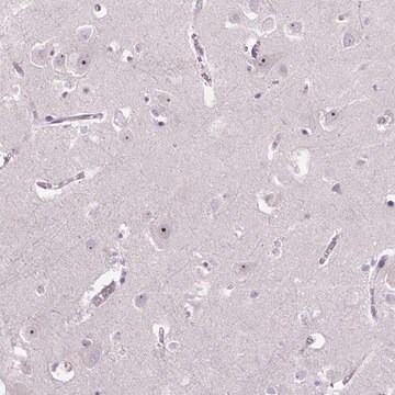 Anti-TMEM151B antibody produced in rabbit Prestige Antibodies&#174; Powered by Atlas Antibodies, affinity isolated antibody, buffered aqueous glycerol solution