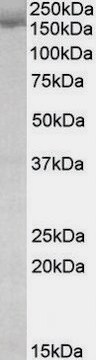 Anti-STAG2 antibody produced in goat affinity isolated antibody, buffered aqueous solution