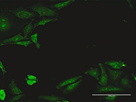 Anti-CDADC1 antibody produced in mouse purified immunoglobulin, buffered aqueous solution