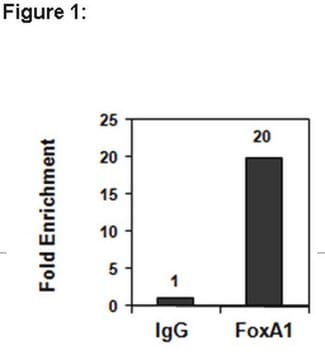 ChIPAb+ FOXA1 Antibody from rabbit, purified by affinity chromatography