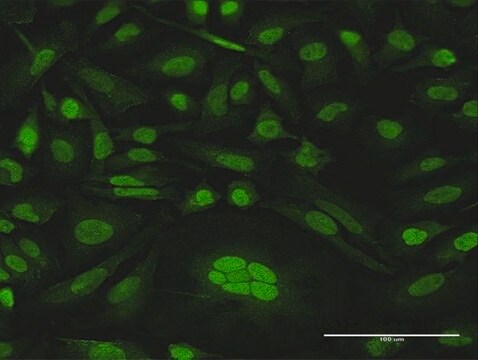 Anti-CDKN2D antibody produced in rabbit purified immunoglobulin, buffered aqueous solution