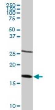 Anti-NDUFB6 antibody produced in rabbit purified immunoglobulin, buffered aqueous solution