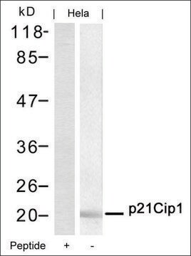 Anti-CDKN1A (Ab-145) antibody produced in rabbit affinity isolated antibody