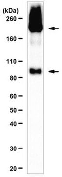 Anti-mGluR2 Antibody from rabbit, purified by affinity chromatography