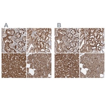 Anti-MUT antibody produced in rabbit Prestige Antibodies&#174; Powered by Atlas Antibodies, affinity isolated antibody, buffered aqueous glycerol solution