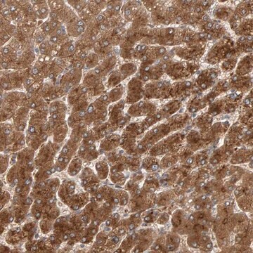 Anti-ZNF160 antibody produced in rabbit Prestige Antibodies&#174; Powered by Atlas Antibodies, affinity isolated antibody, buffered aqueous glycerol solution