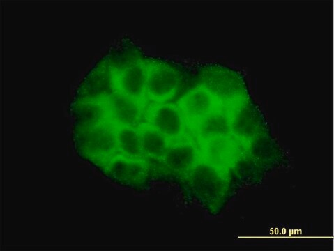 Monoclonal Anti-DVL3 antibody produced in mouse clone 4H2, purified immunoglobulin, buffered aqueous solution