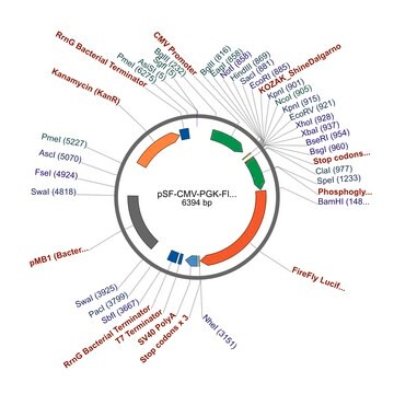 PSF-CMV-PGK-FLUC - DUAL PROMOTER LUCIFERASE PLASMID plasmid vector for molecular cloning