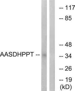 Anti-AASDHPPT, N-Terminal antibody produced in rabbit affinity isolated antibody