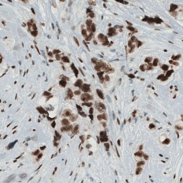 Monoclonal Anti-KDM5B antibody produced in mouse Prestige Antibodies&#174; Powered by Atlas Antibodies, clone CL1129, purified immunoglobulin, buffered aqueous glycerol solution