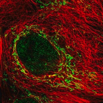 Anti-SDC3 antibody produced in rabbit Prestige Antibodies&#174; Powered by Atlas Antibodies, affinity isolated antibody