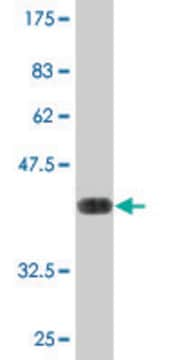 Monoclonal Anti-MXI1, (C-terminal) antibody produced in mouse clone 1F3, purified immunoglobulin, buffered aqueous solution