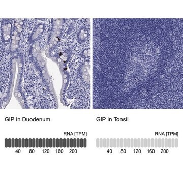 Anti-GIP antibody produced in rabbit Prestige Antibodies&#174; Powered by Atlas Antibodies, affinity isolated antibody, buffered aqueous glycerol solution