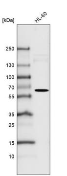 Monoclonal Anti-FUT4 antibody produced in mouse Prestige Antibodies&#174; Powered by Atlas Antibodies, clone CL6365, purified immunoglobulin, buffered aqueous glycerol solution