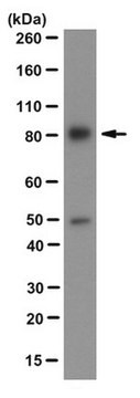 Anti-XPB Antibody, clone 15TF2-1B3 ascites fluid, clone 15TF2-1B3, from mouse