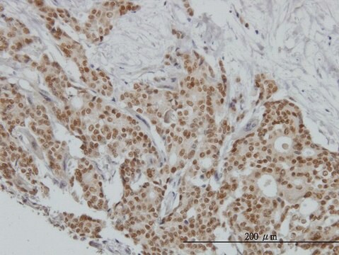 Monoclonal Anti-PGR antibody produced in mouse clone 3E11, purified immunoglobulin, buffered aqueous solution