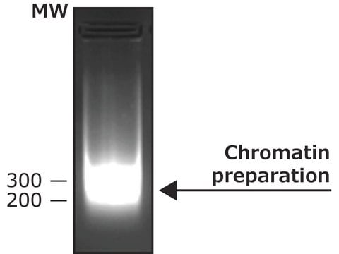 Nucléase, micrococcale from Staphylococcus aureus With reaction buffer and BSA solution