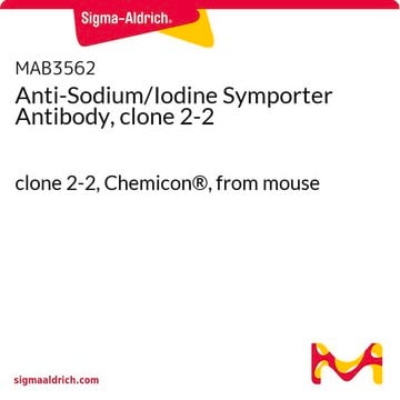 Anti-Sodium/Iodine Symporter Antibody, clone 2-2 clone 2-2, Chemicon&#174;, from mouse