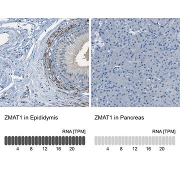 Anti-ZMAT1 antibody produced in rabbit Prestige Antibodies&#174; Powered by Atlas Antibodies, affinity isolated antibody, buffered aqueous glycerol solution