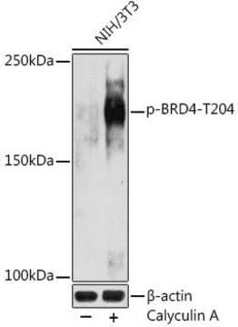 Anti-Phospho-BRD4-T204 antibody produced in rabbit