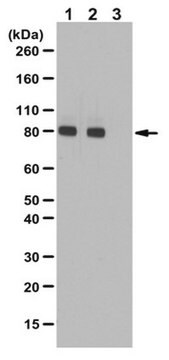 Anti-phospho-PKCepsilon Antibody (Ser729) from rabbit, purified by affinity chromatography