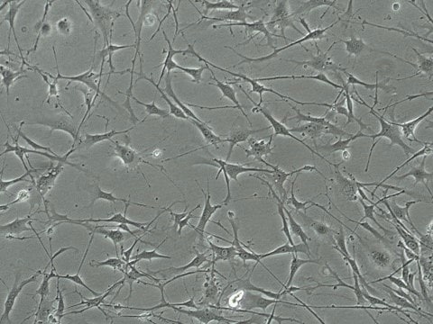 YUMM 1.3 Mouse Melanoma Cell Line