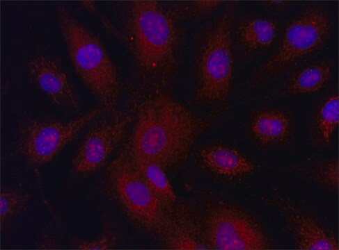 Anti-MLKL (58-70) antibody produced in rabbit IgG fraction of antiserum, buffered aqueous solution