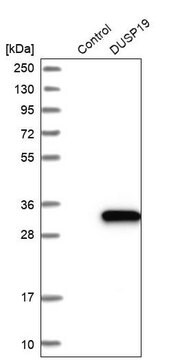 Anti-DUSP19 antibody produced in rabbit Prestige Antibodies&#174; Powered by Atlas Antibodies, affinity isolated antibody, buffered aqueous glycerol solution