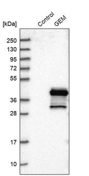 Anti-GEM antibody produced in rabbit Prestige Antibodies&#174; Powered by Atlas Antibodies, affinity isolated antibody, buffered aqueous glycerol solution