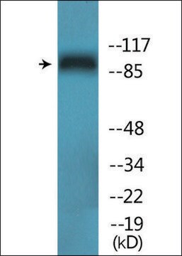 Anti-phospho-MCM4 (pSer54) antibody produced in rabbit affinity isolated antibody