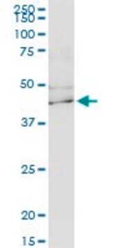 Monoclonal Anti-KCNJ15 antibody produced in mouse clone 1F8, purified immunoglobulin, buffered aqueous solution